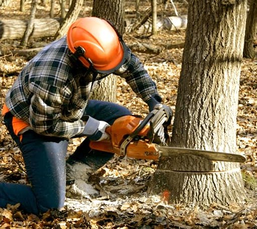 Tree Removal in Vermont, IL